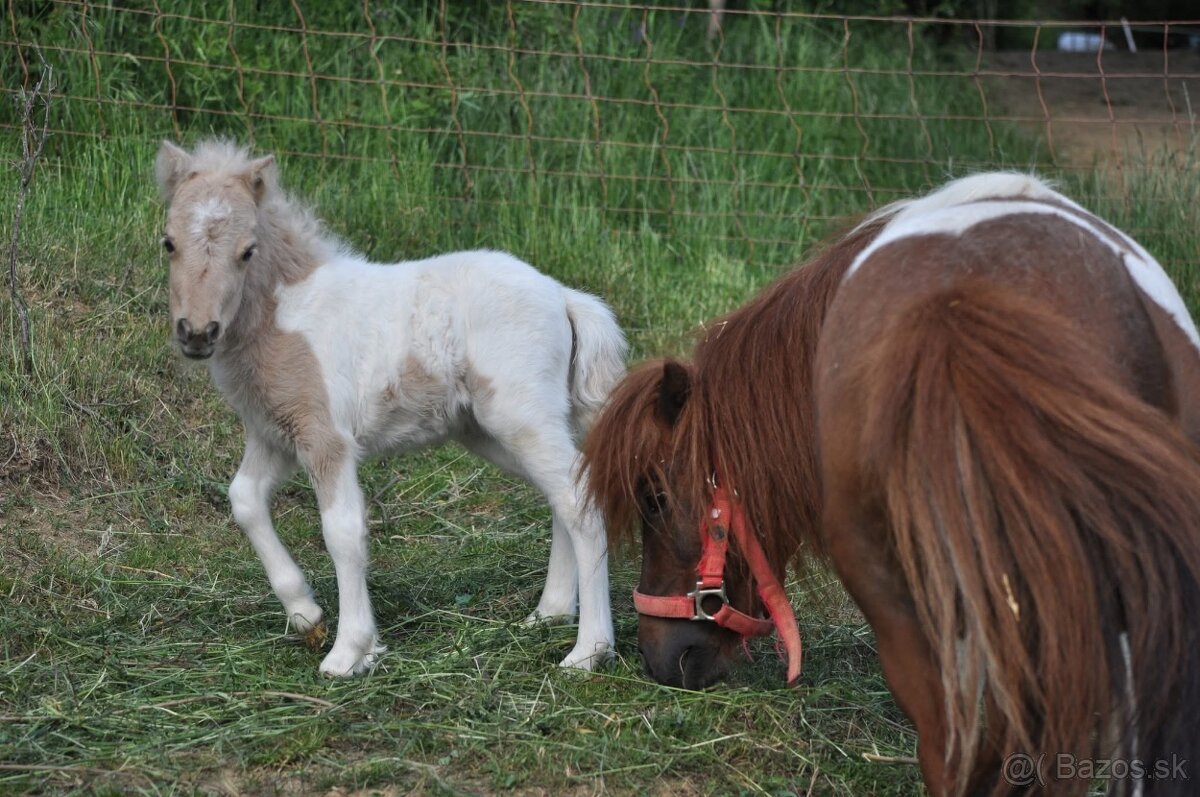 Shetland pony s pp - 4