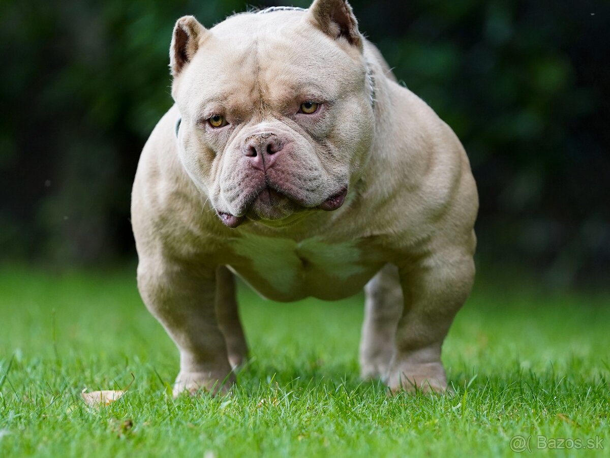 American Bully - 4