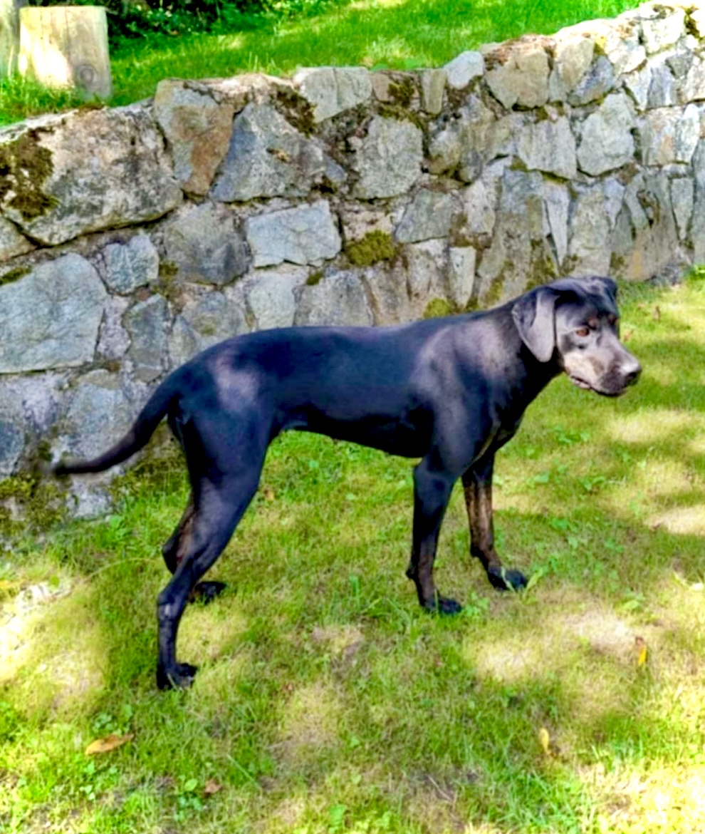 Louisianský leopardí pes - šteniatka s PP - 4