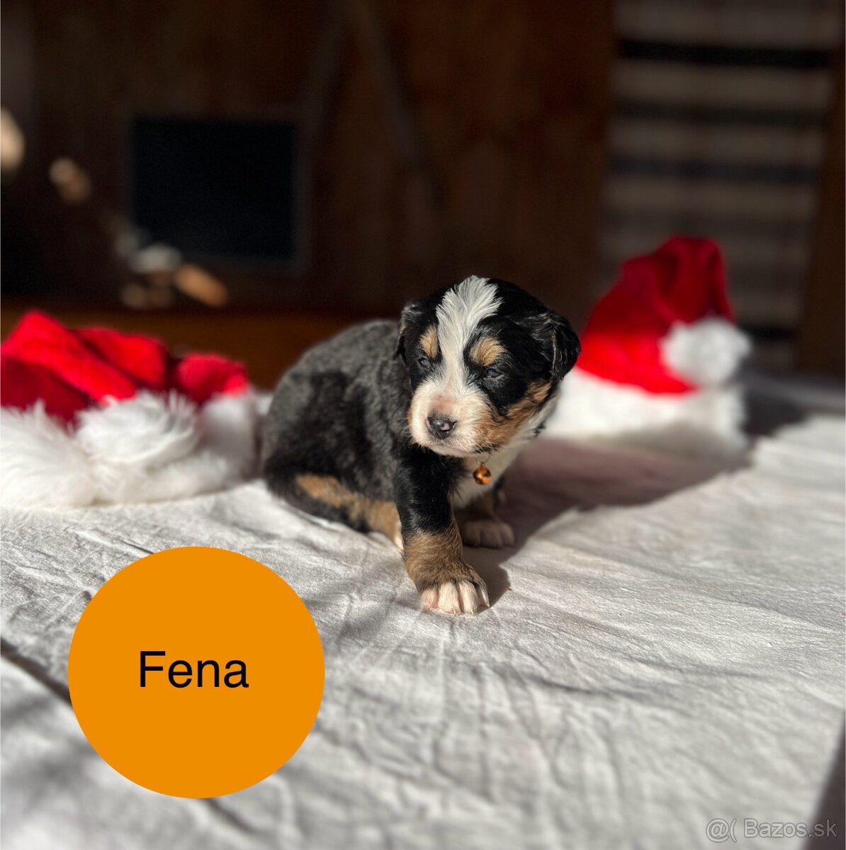 Bernský salašnícky pes - 4