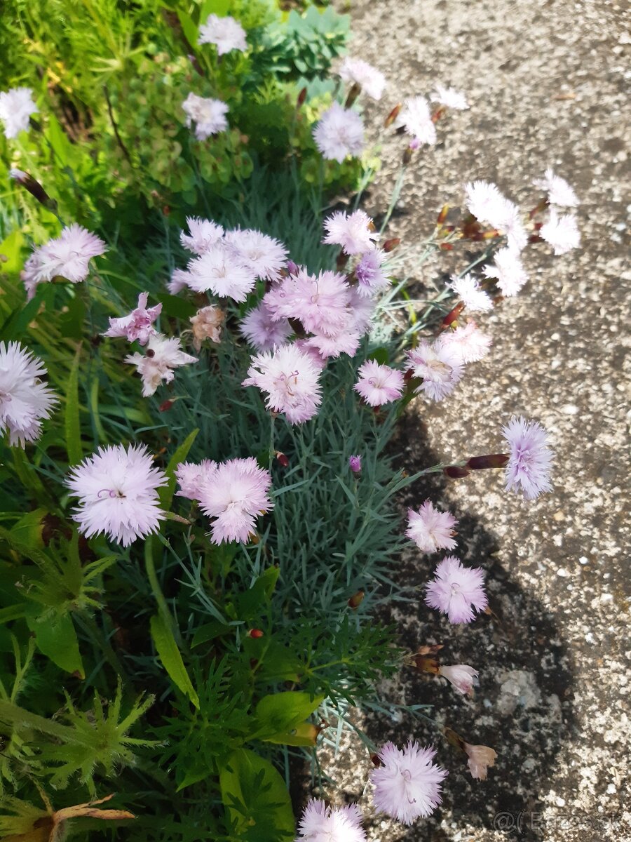 Klinček fialový voňavý - 4