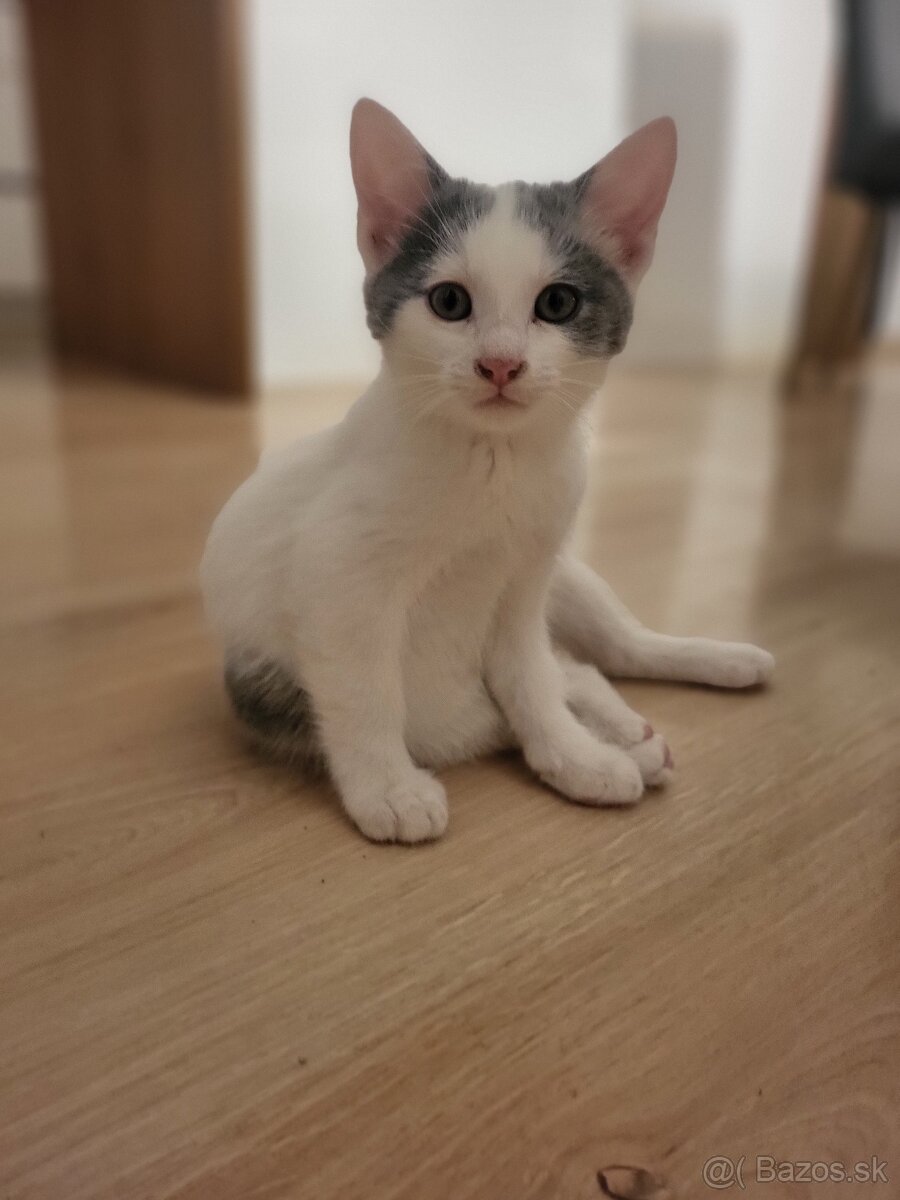 Darujem maciatko - 4