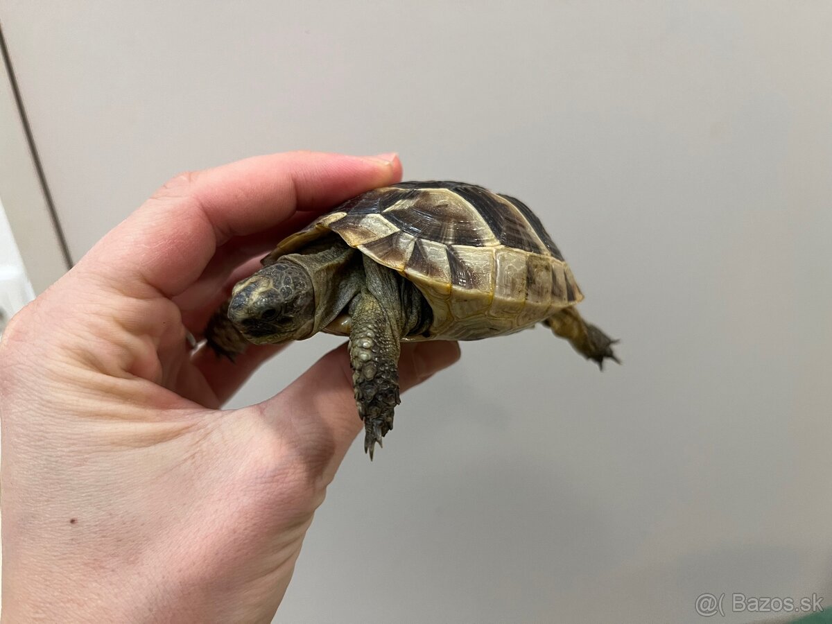 Suchozemské korytnačky - 4