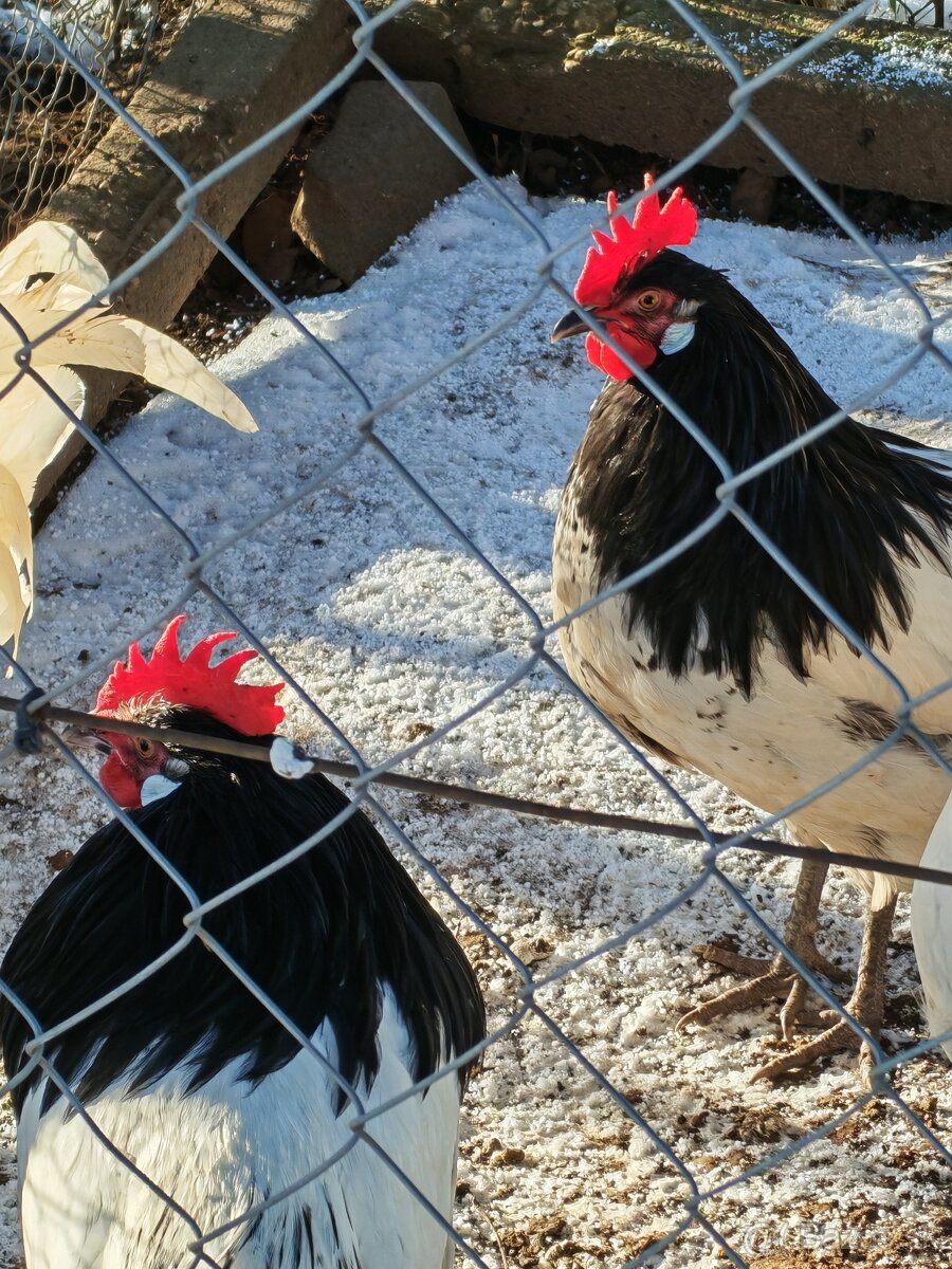 Predám kohútov - 4