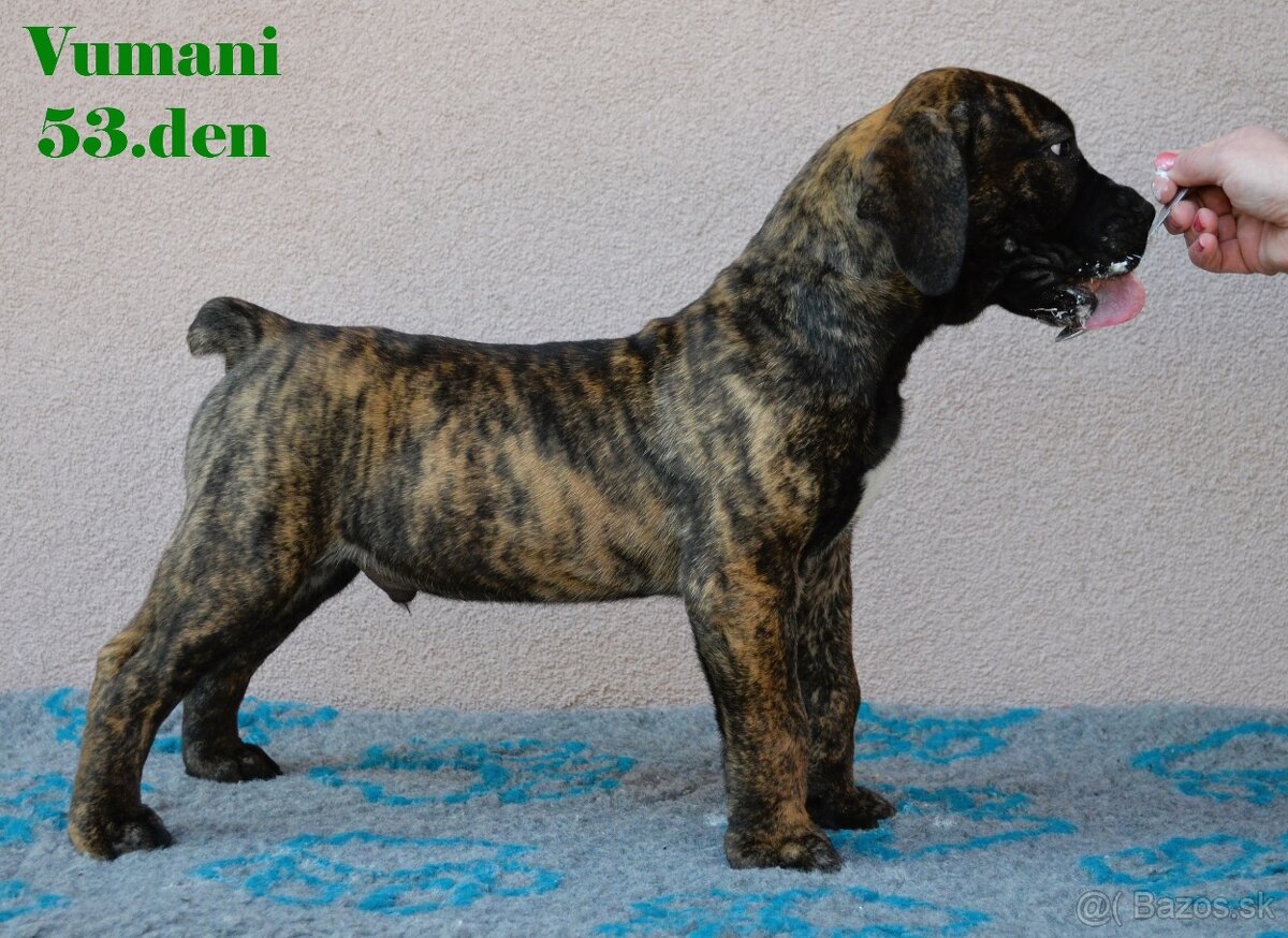 Boerboel štěňata FCI PP - 4
