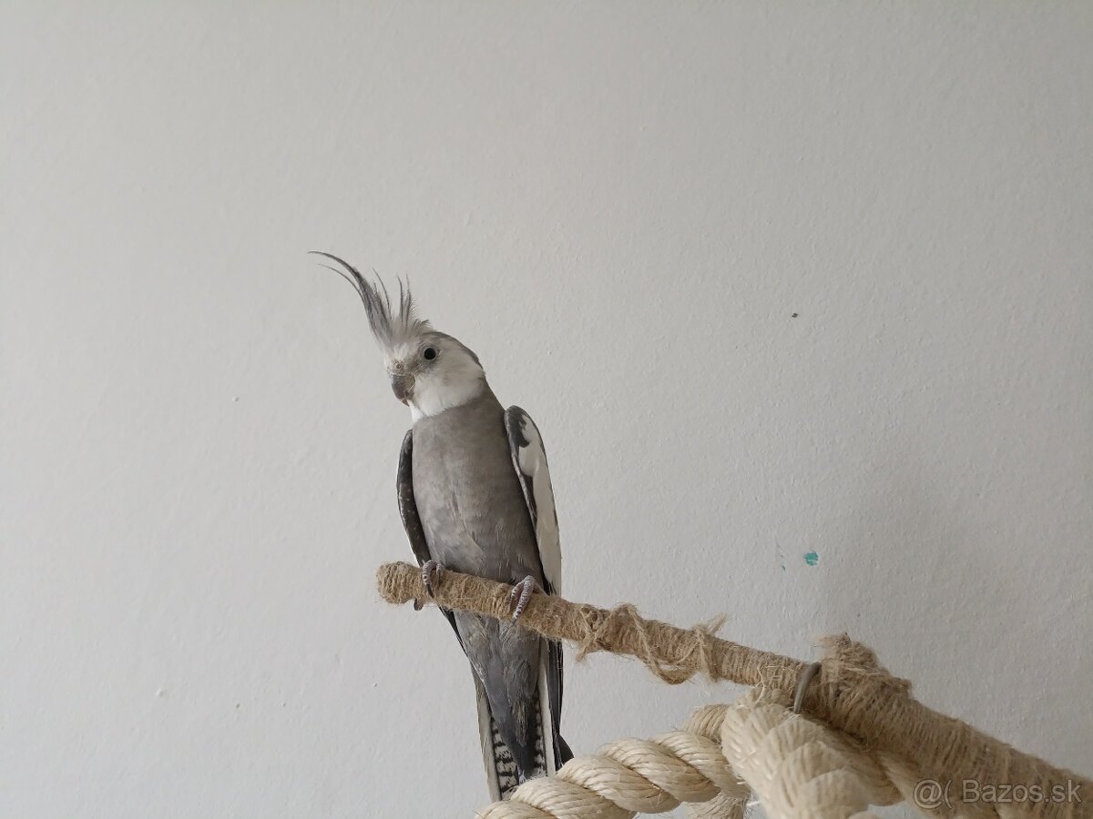 Predám papagáje, samec aj samica - 4