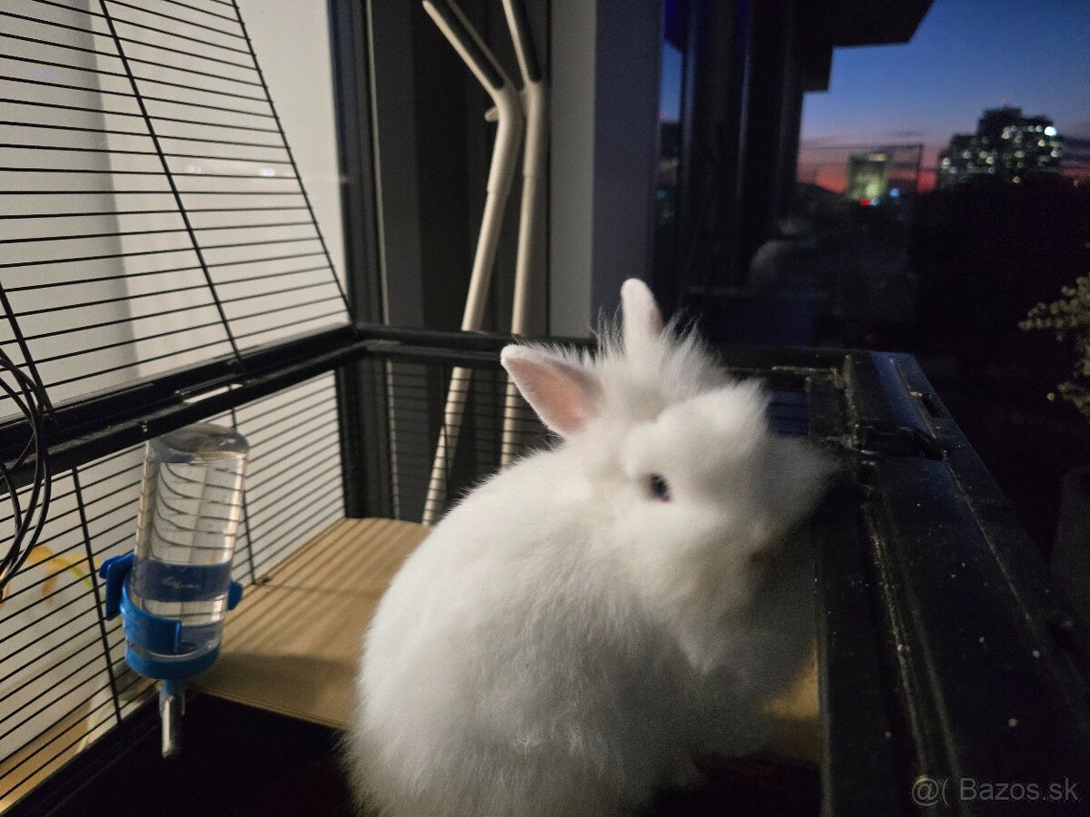 Predam zajačika - 4