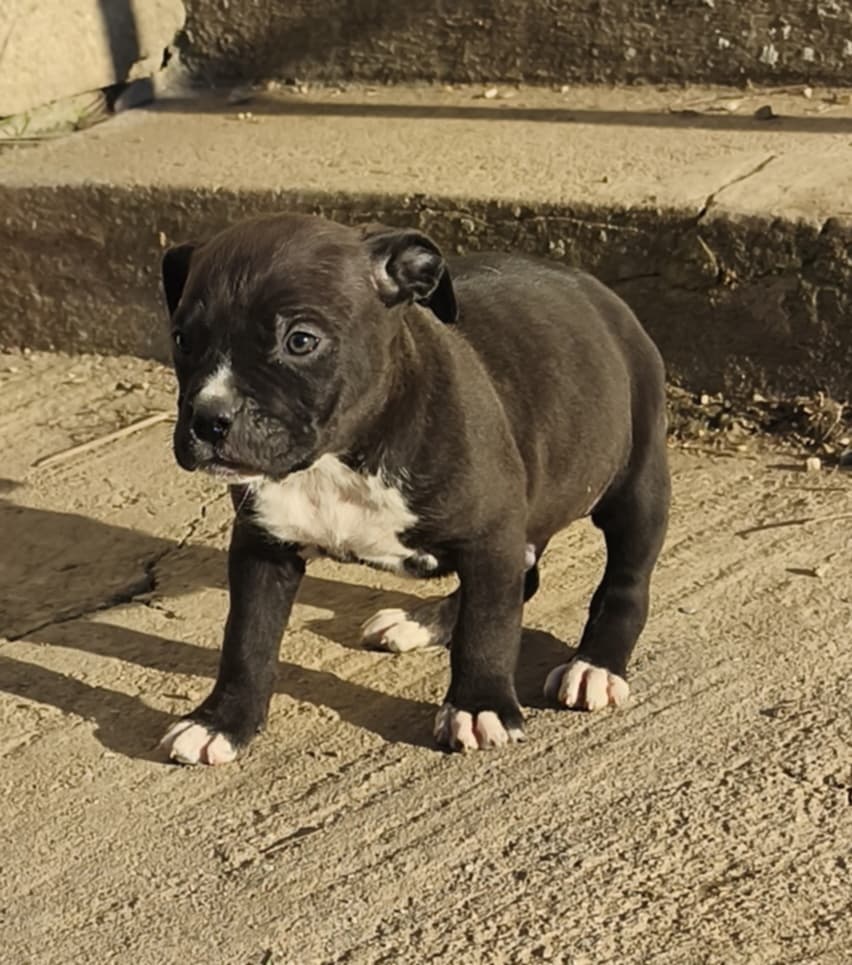 American Bully XL - 4