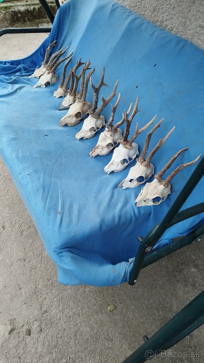 Predám srnčie trofeje parožie, zhody, srnčie. - 4