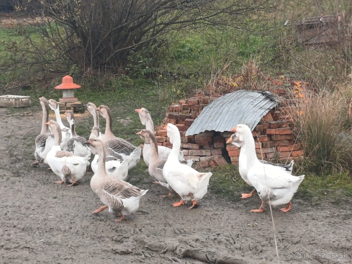 Cholmogorske Husi - 4