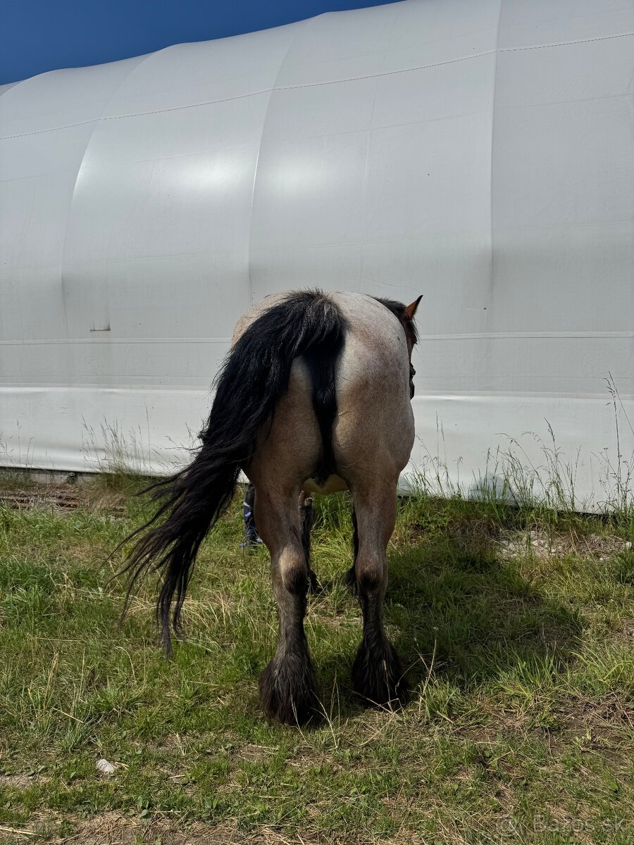 Arden kobyla +zrieba - 4