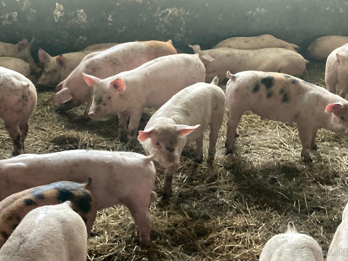 Dochov ošípaných - 4