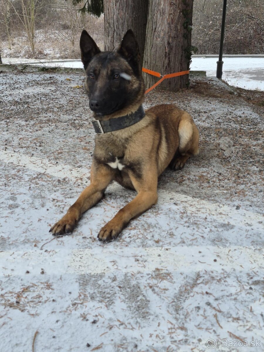 Belgický ovčiak malinois - 4