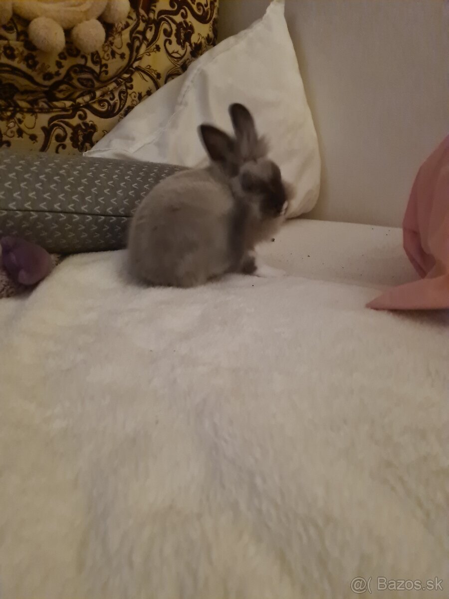 Zajačik Sky 💝 - 4