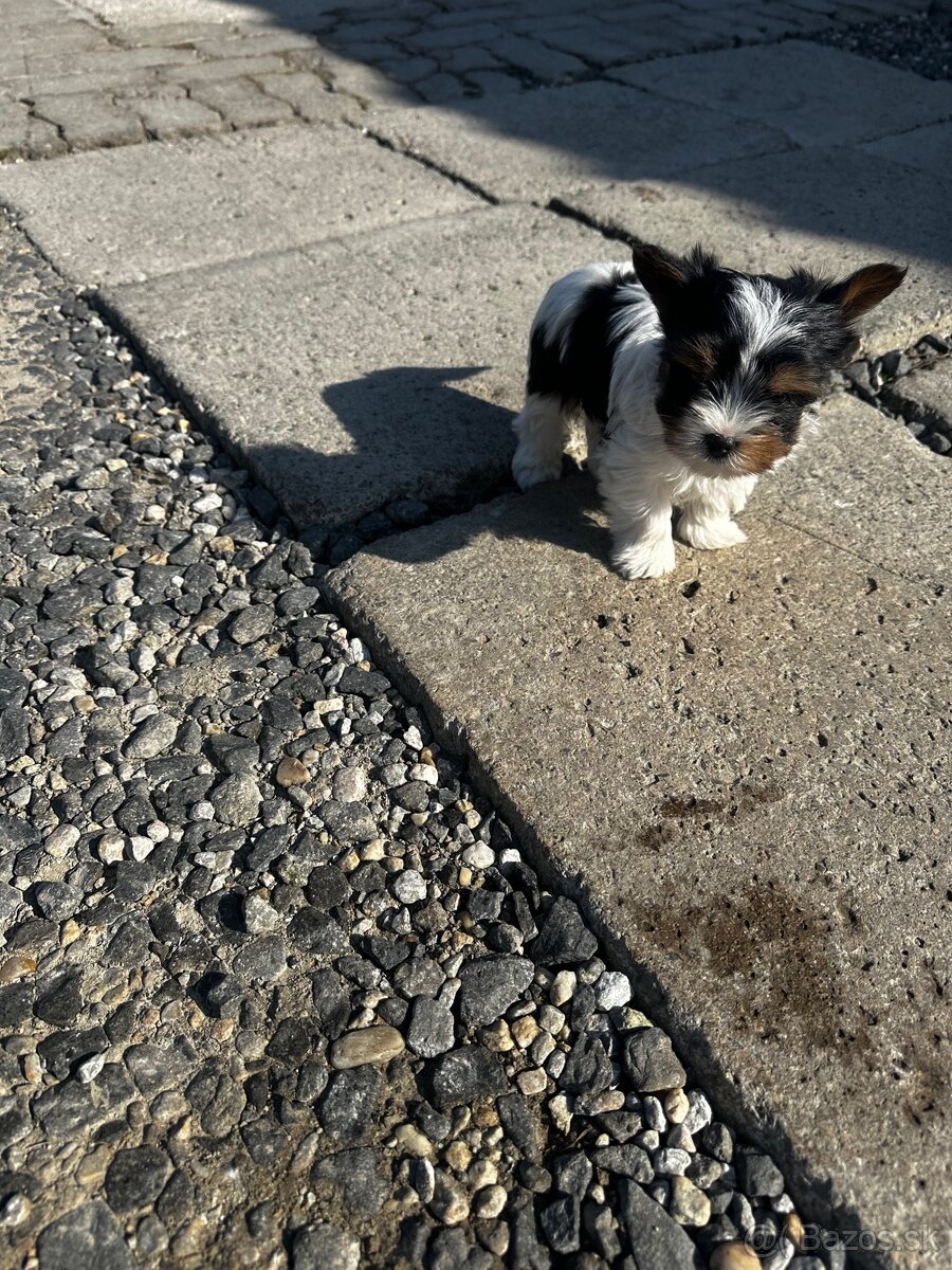 Yorkshire teriér mini - 4