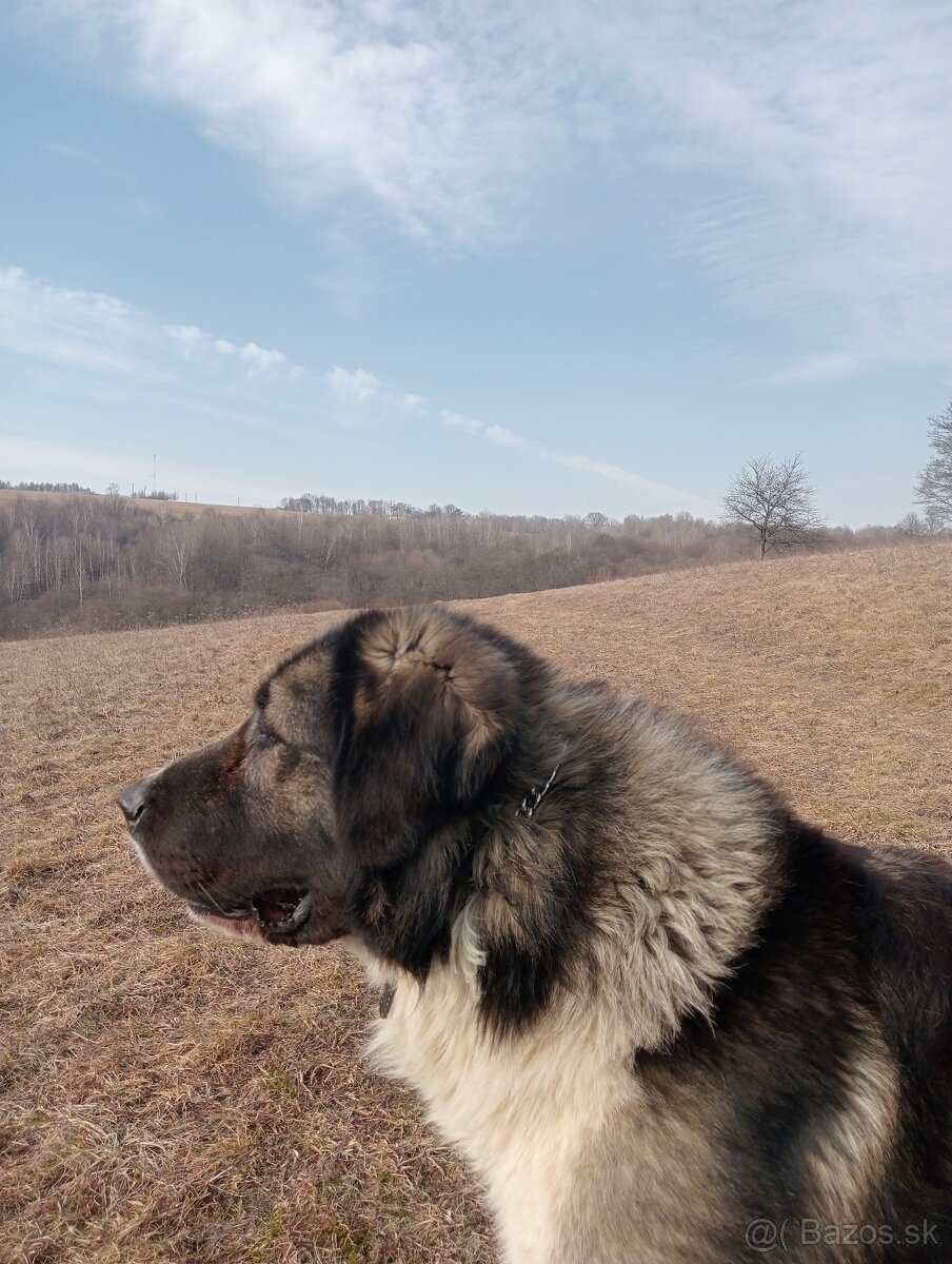 Rumunský ovčiak karpatin - 4