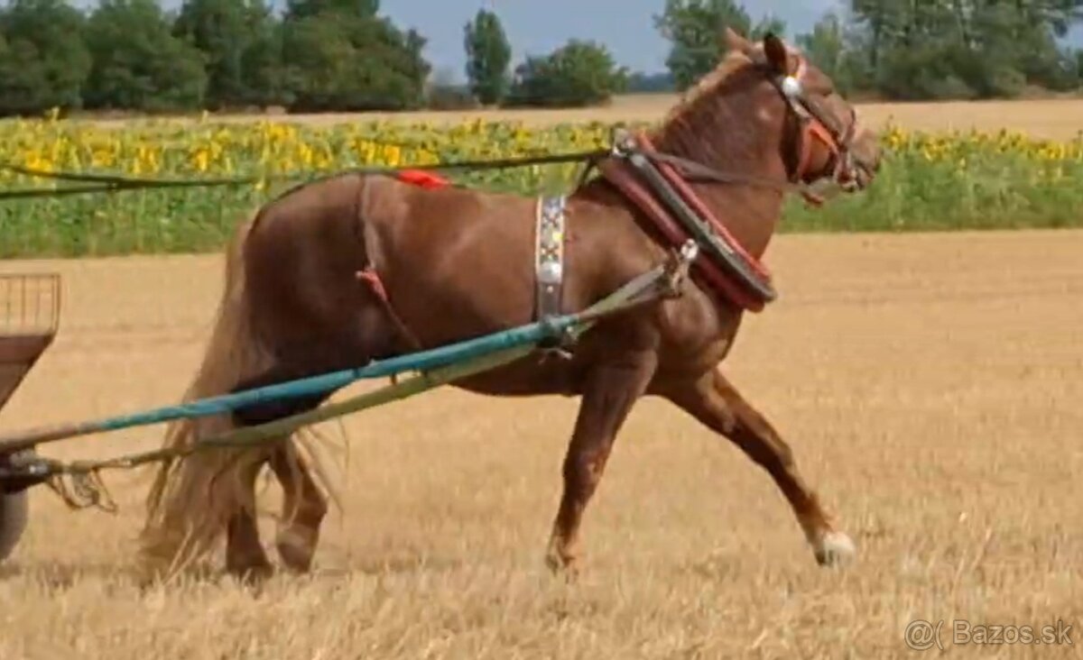 Slezsky Norik zrebec - 4