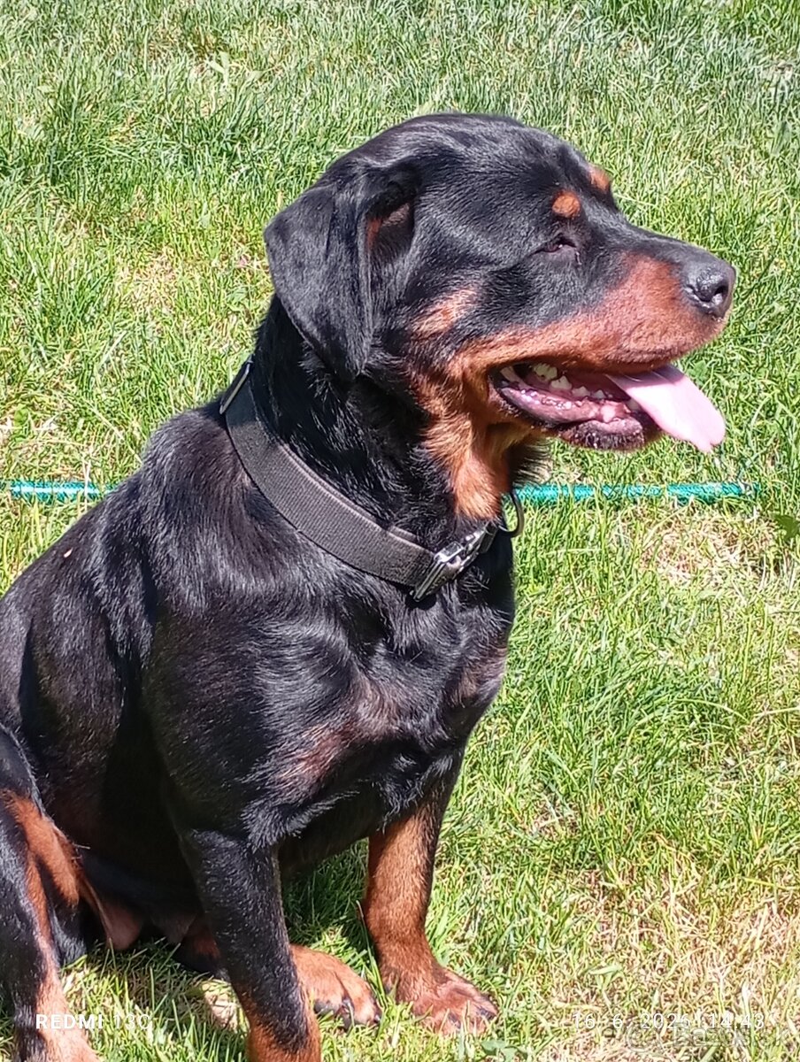 Rotweiler, Rotvajler - 4