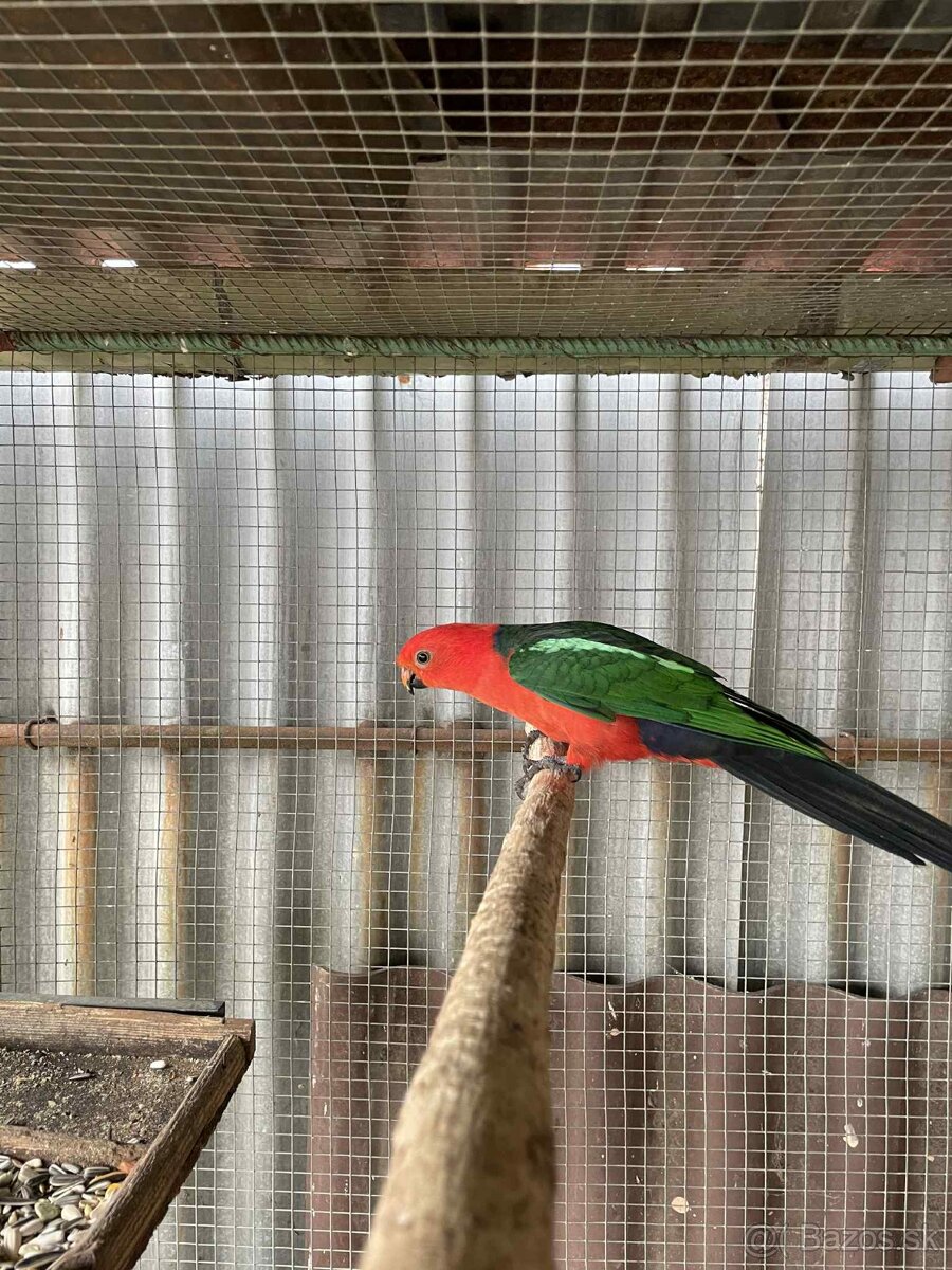 Papagáj kráľovský - 4