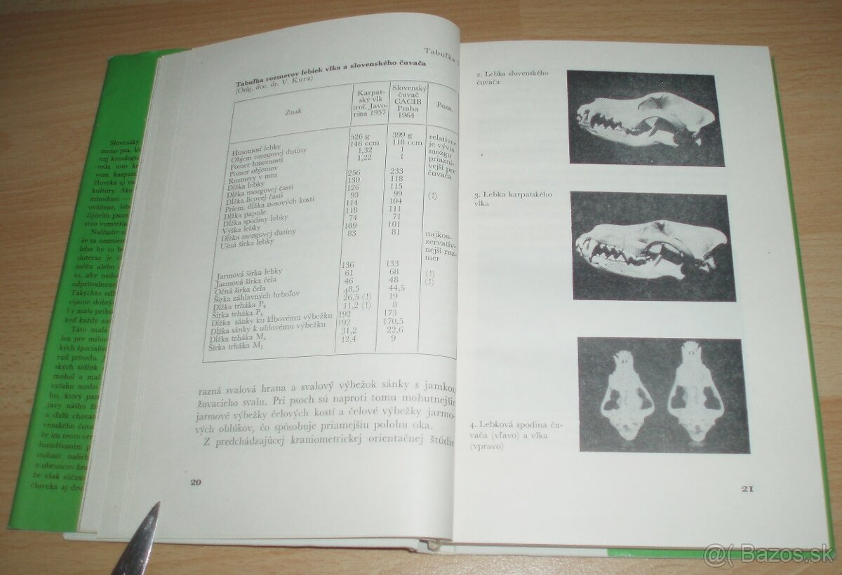 Slovenský čuvač - 4