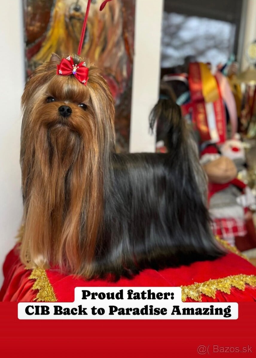 Yorkshire Terrier, Mini Yorkshire, yorki, jorksir - 4