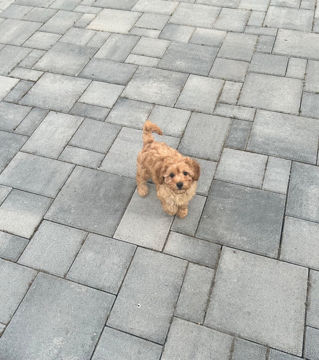 Trpasličí pudel - 4