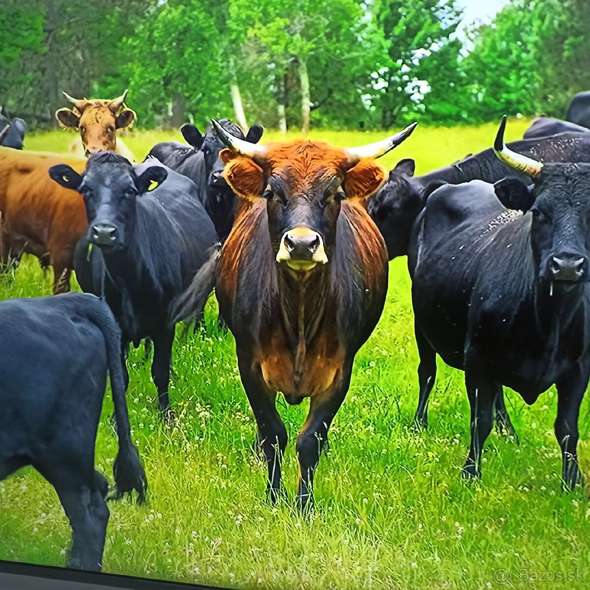 Samsung 4k led lcd tv 50 (127cm) smart - 4