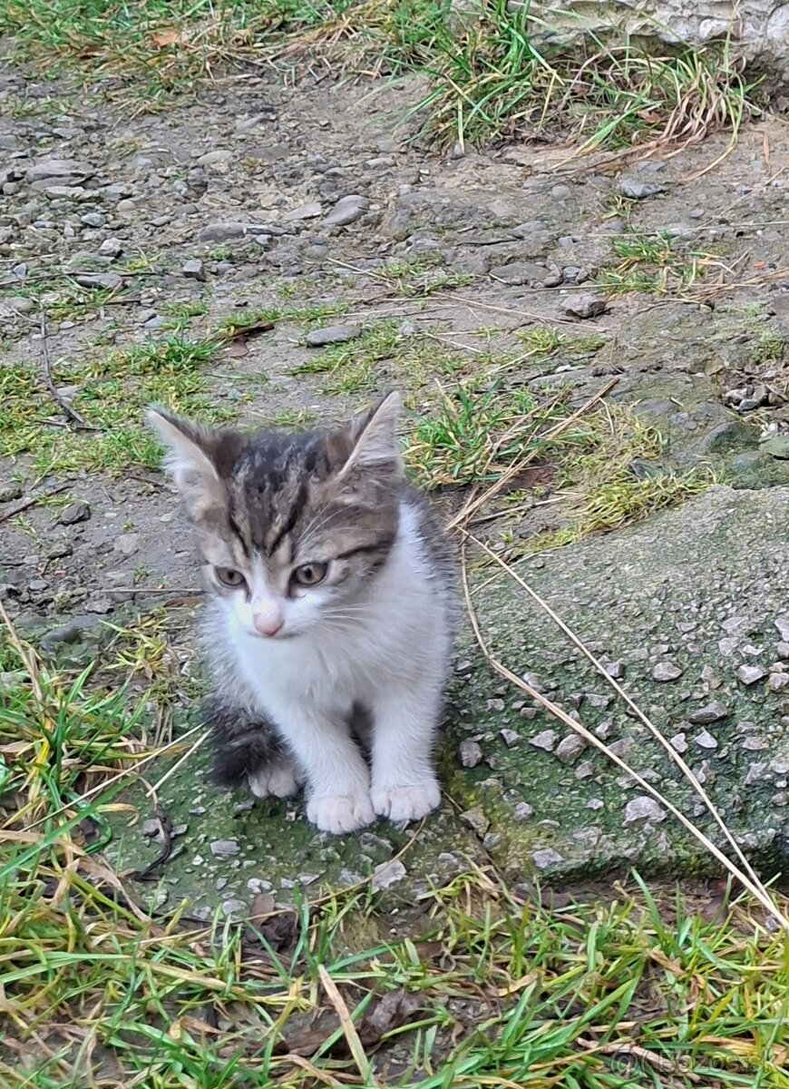 Darujem mačiatka - 4