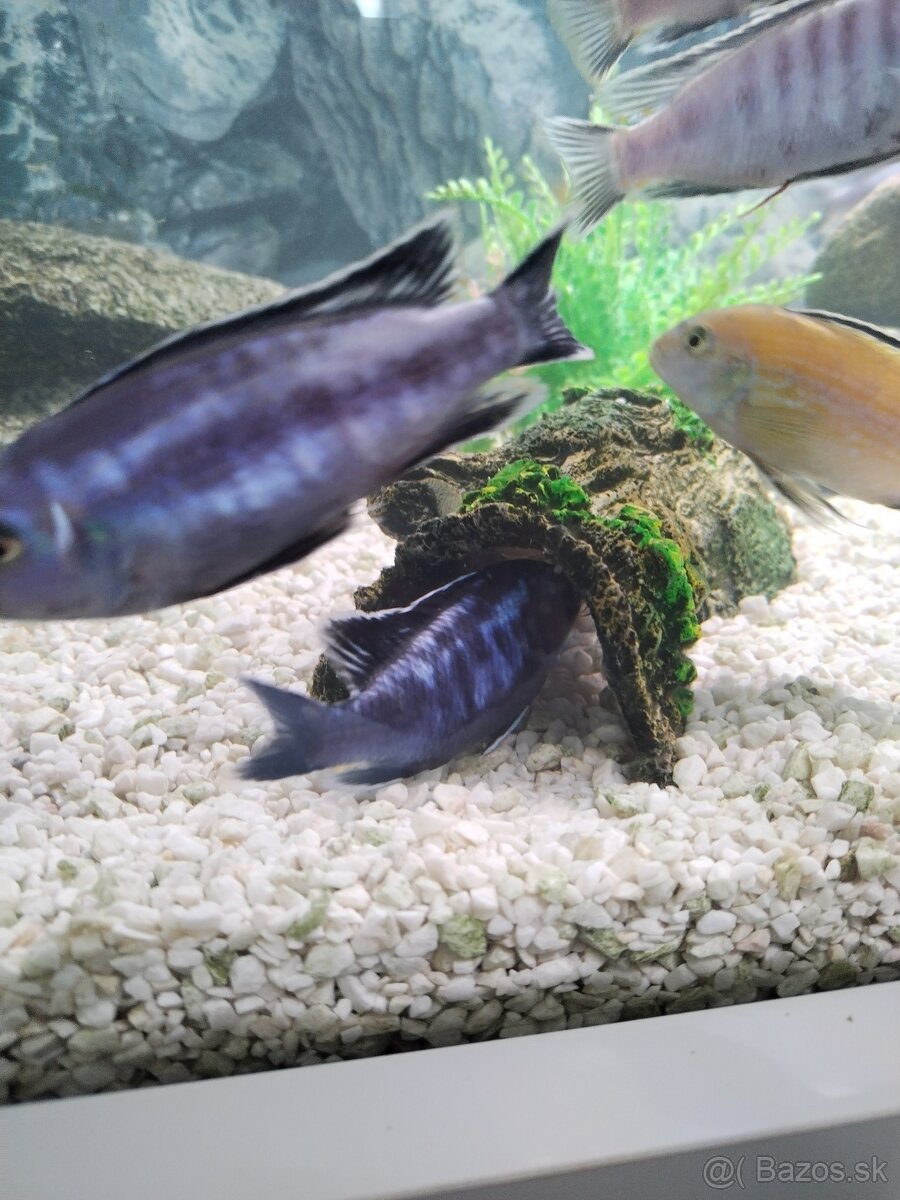 Akváriové ryby - 4