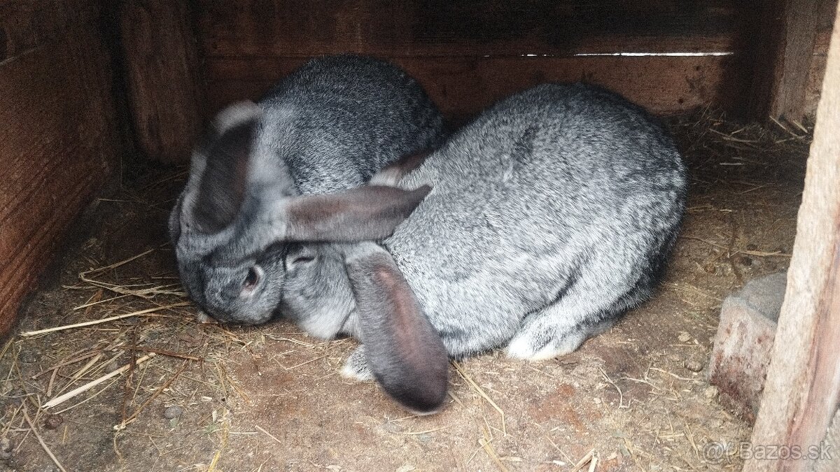 Predám chovné samice - 4