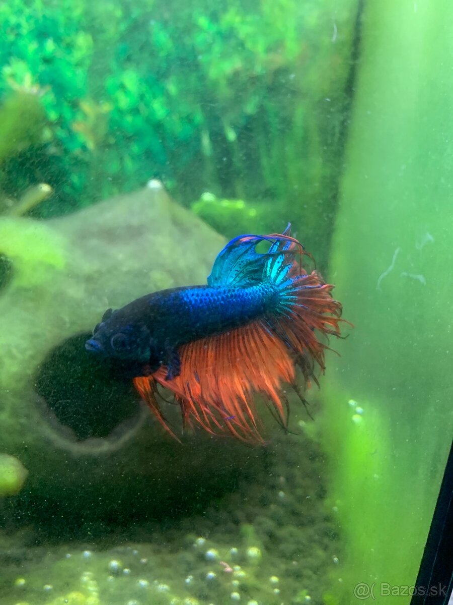Akvárium - 4