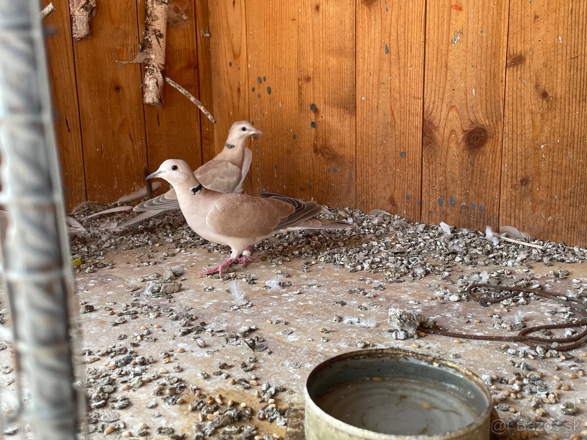 Predám hrdličky – zdravé a krásne - 4