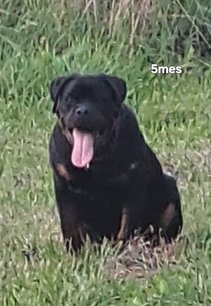 Rotvajler, rottweiler - 4