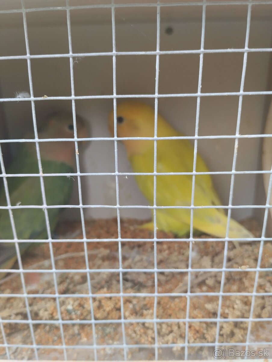 agapornis ružovohrdlý 1 - 4