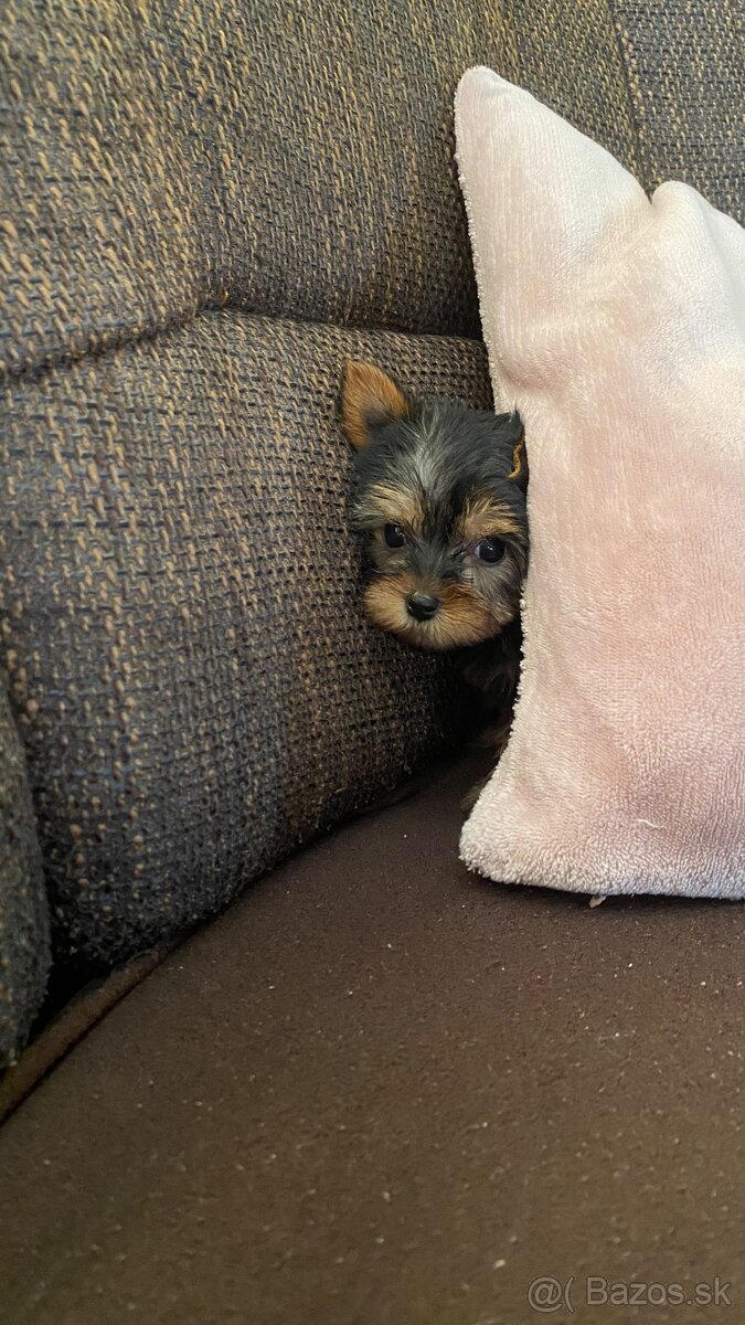 Yorkshirsky terier mini, york - 4