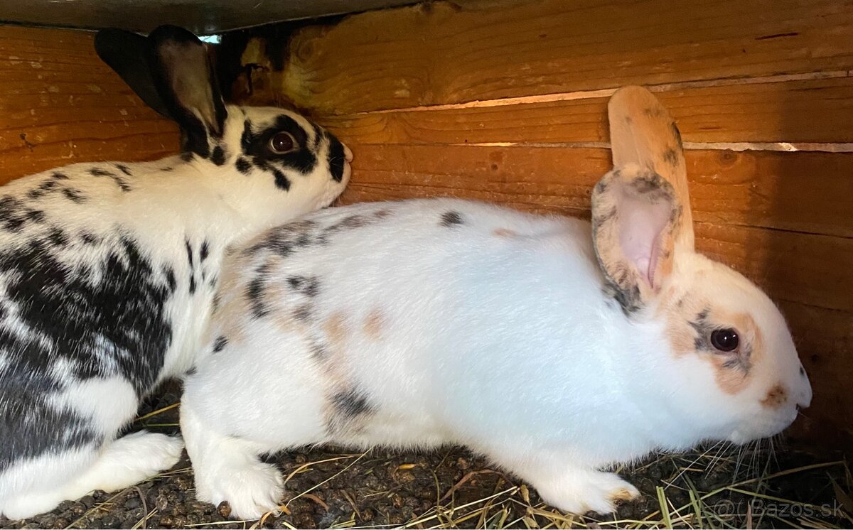 Králik rex - 4