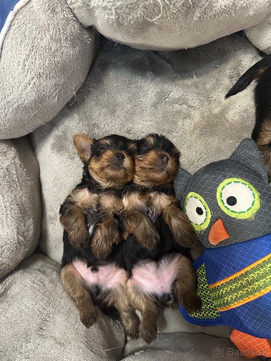 Yorkshirsky teriér s rodokmeňom - 4