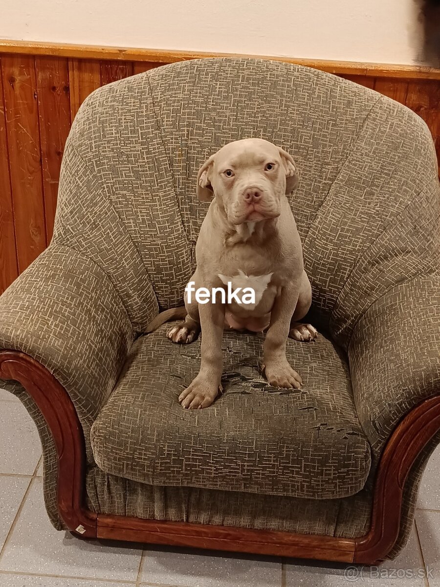 American Bully XL,XXL - 4