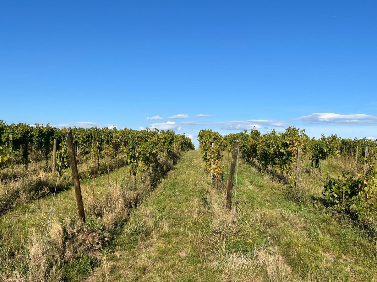 Prenájom vinohradu – Štefanová - 4