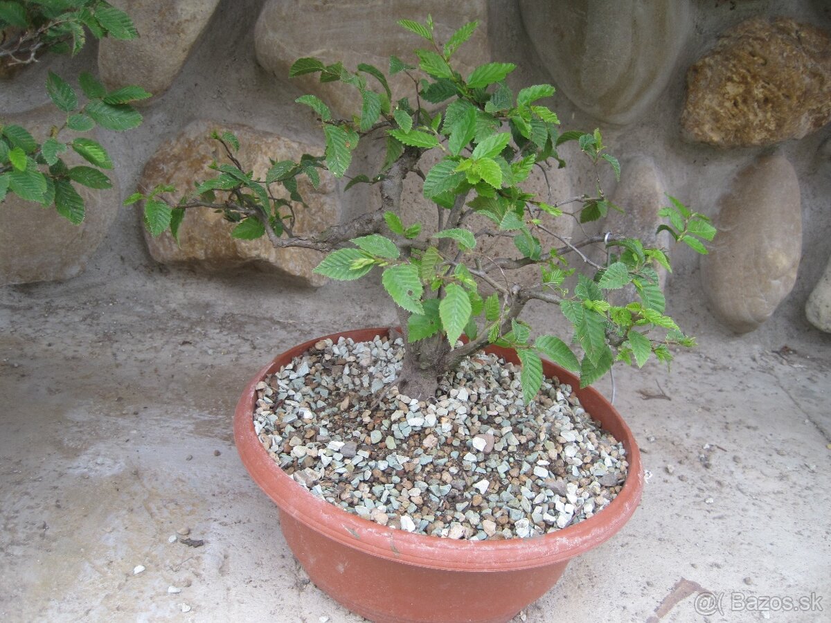 bonsai,bonsaj-hrab 3 shohin - 4