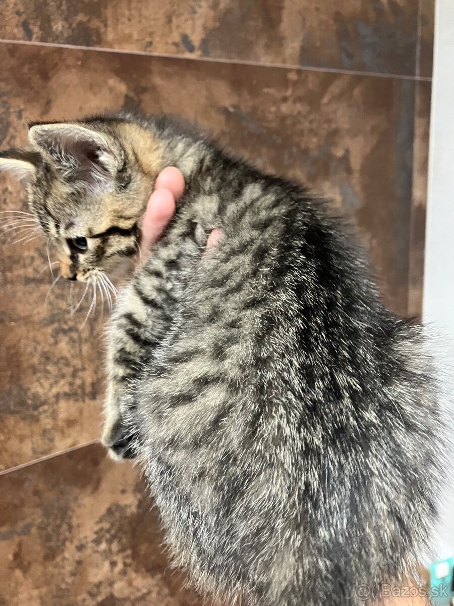 Mačiatka - 4