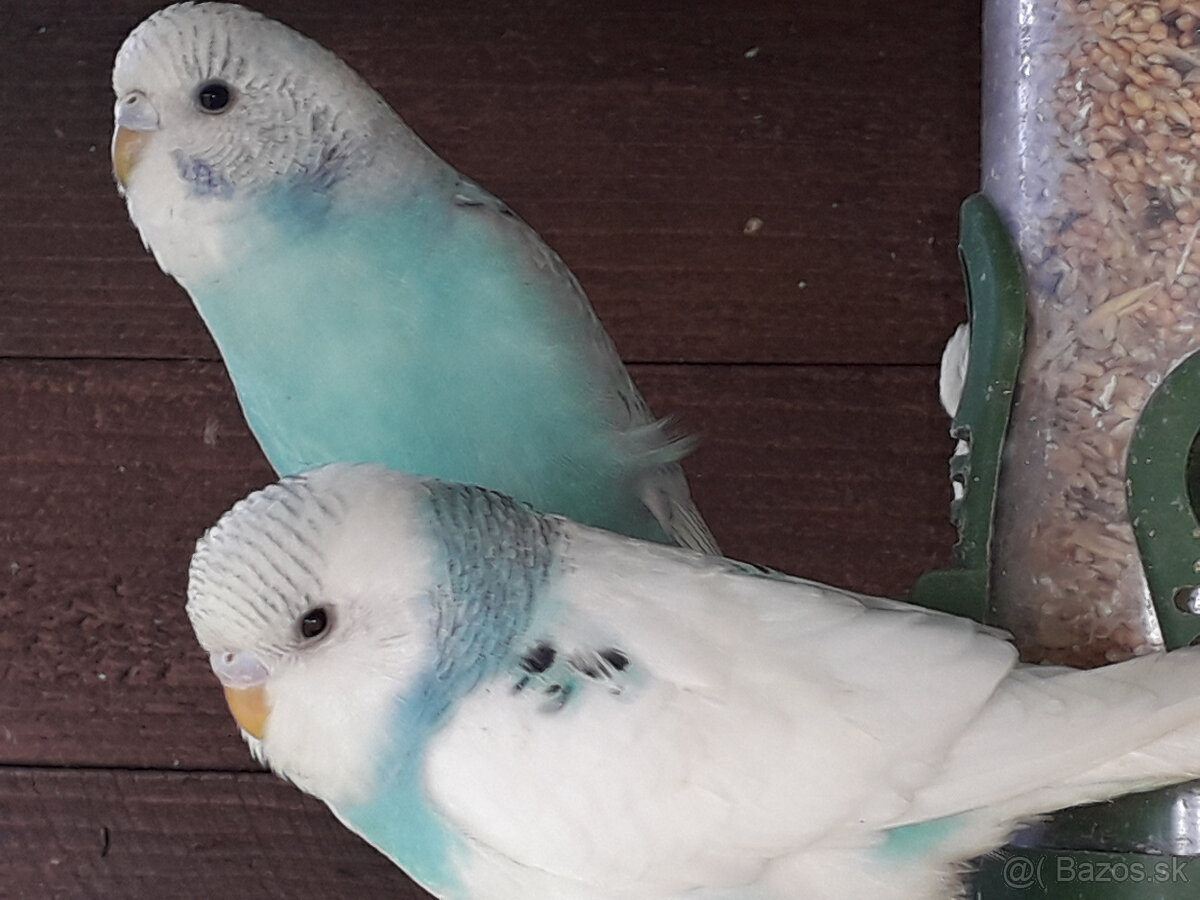 predám pekné andulky a zebričky - 4