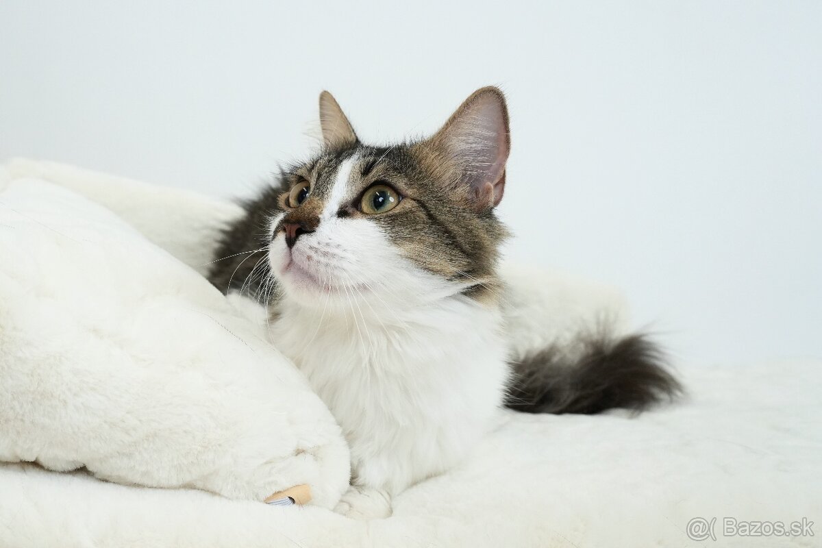 MONTY hľadá domov - 4