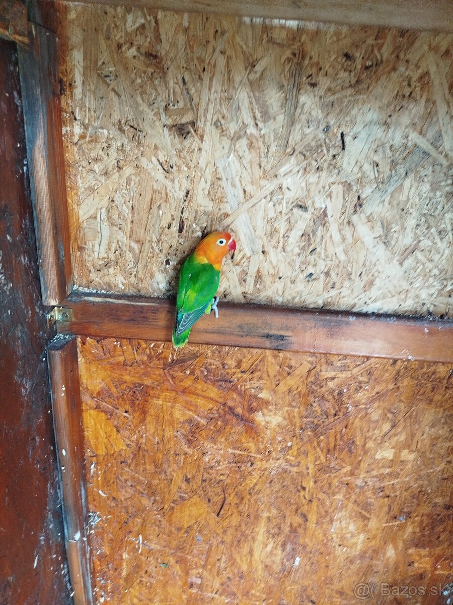 AGAPORNIS ŠKRABOŠKOVY A FISCHER - 4