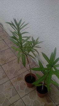 Oleander - 4