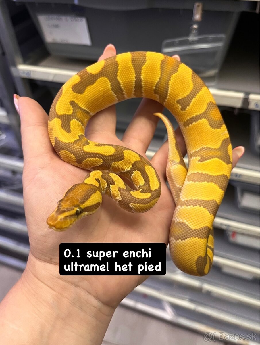 Python regius - 4