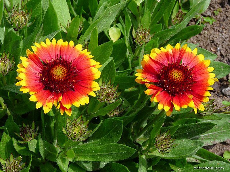 Kokarda osinatá - 4