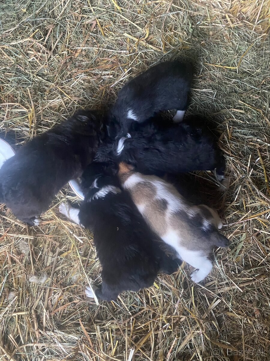 Ponúkam na predaj krásne šteniatka - 4