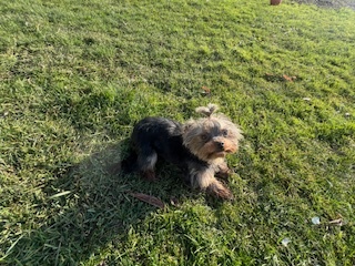 Predám ročnú fenku Yorkshire teriér - 4