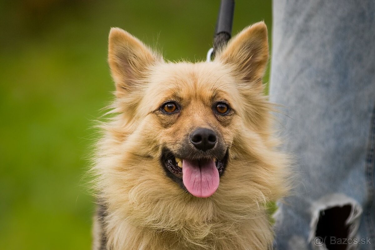 Darujem malú jemnú chlpatú sučku - mix špic Čita - 4